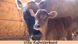 Villa Kuhnterbunt Lebenshof für Kühe und eine Begegnungsstätte für Mensch und Tier